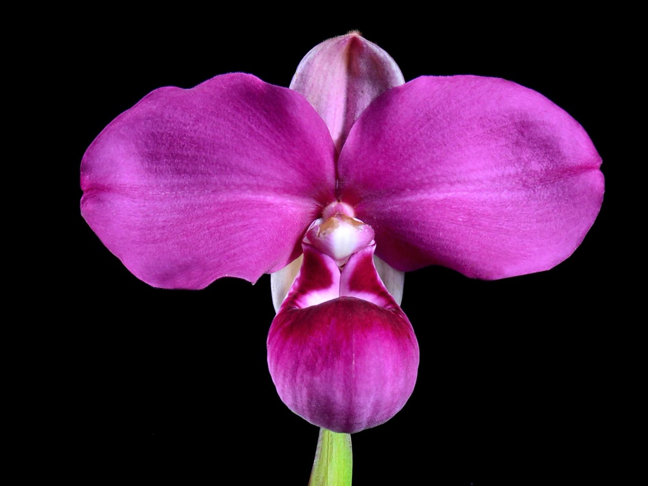 Phragmipedium kovachii