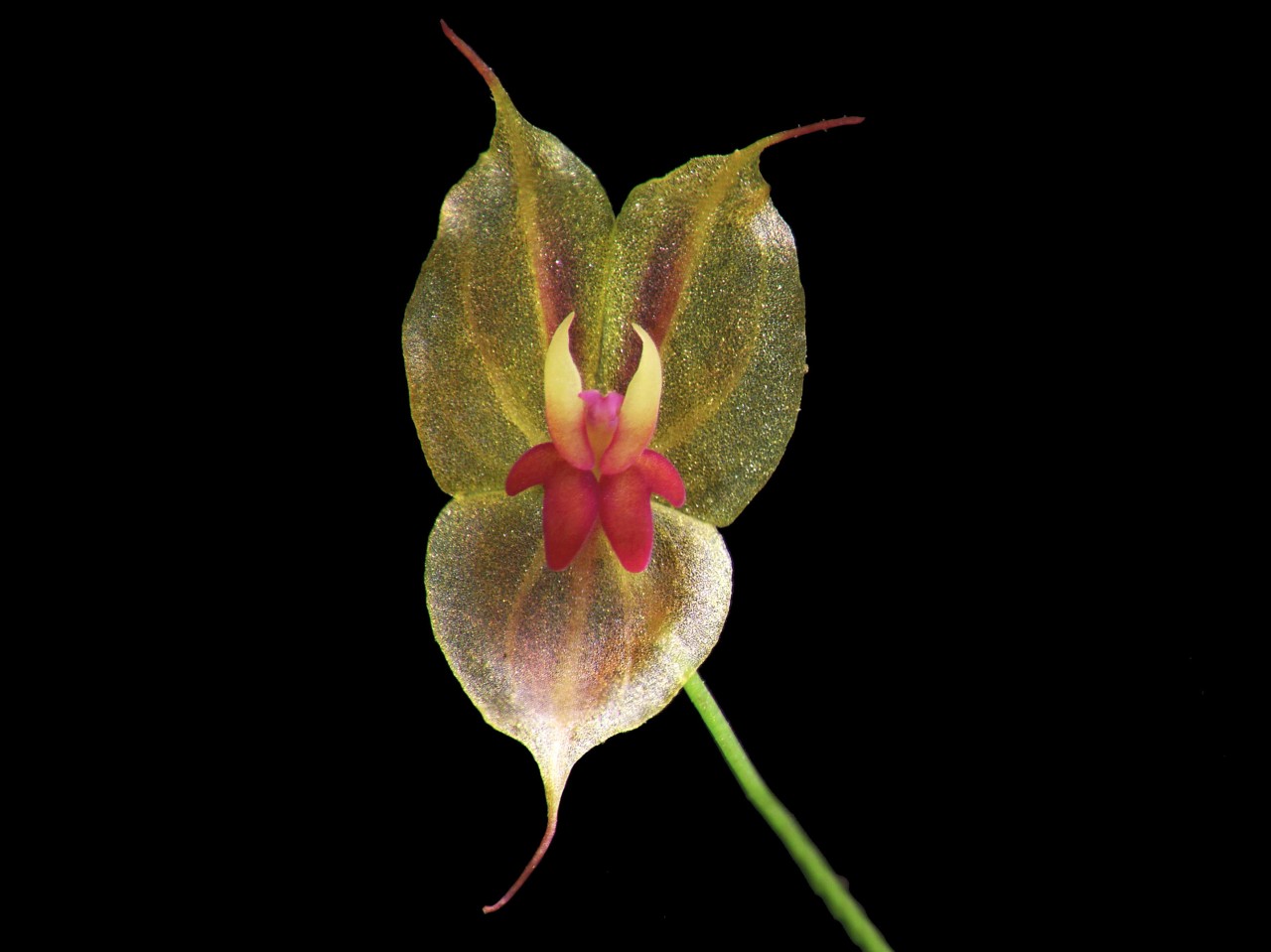 Lepanthes edwardsii