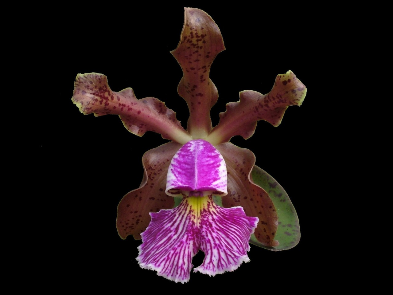 Cattleya schilleriana