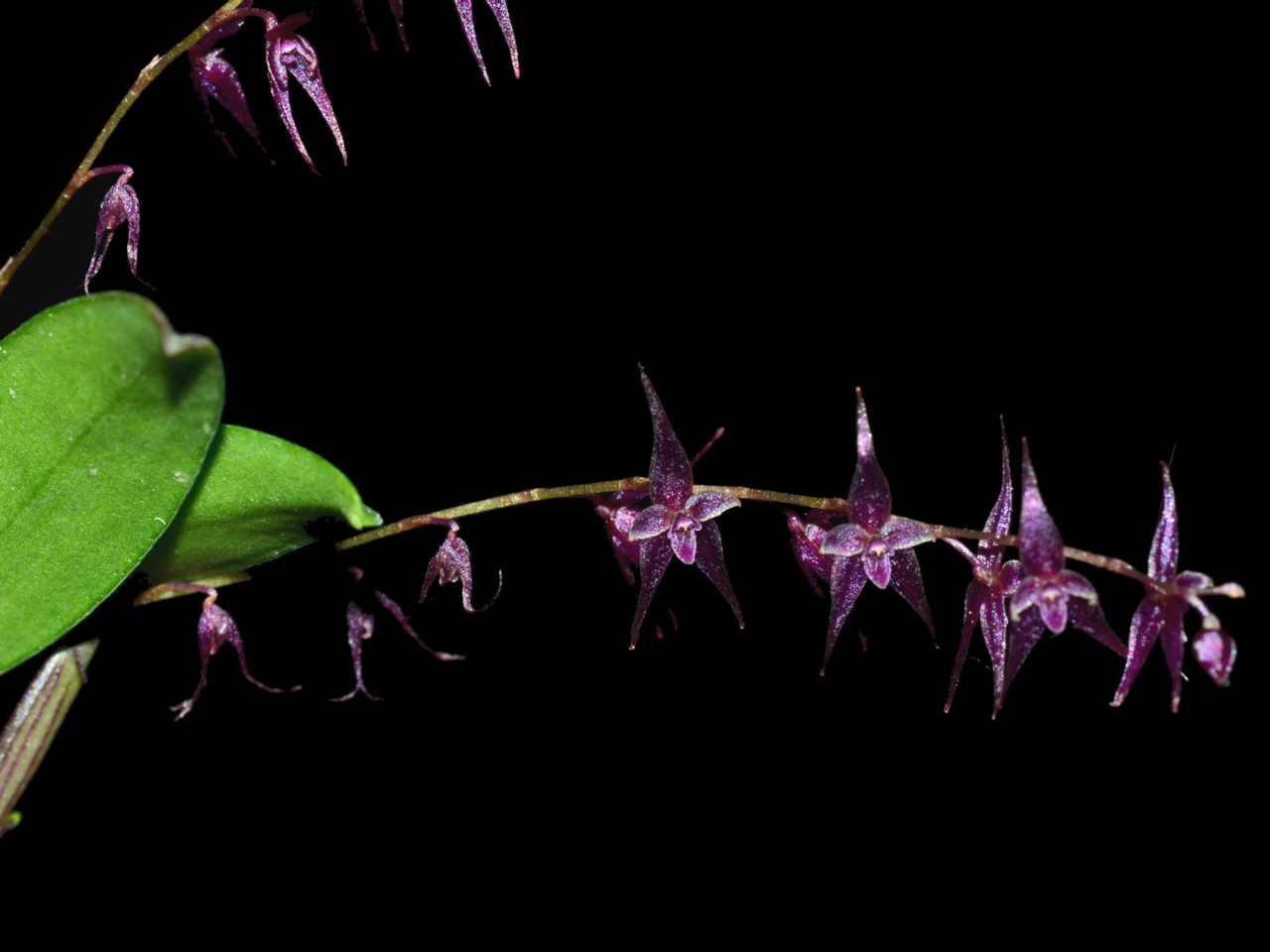 Lep. astrophora x biloba