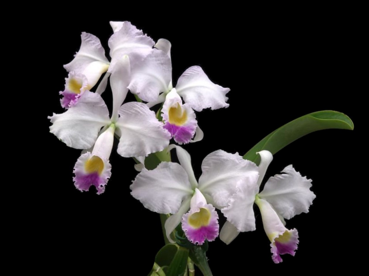 Cattleya trianae var. coerulea 'Marina x Cielo Azul'