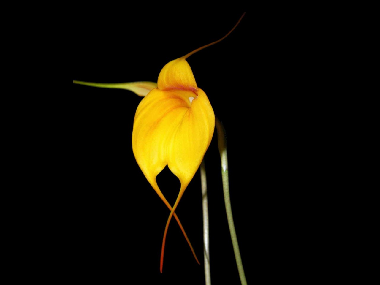 Masdevallia niesseniae