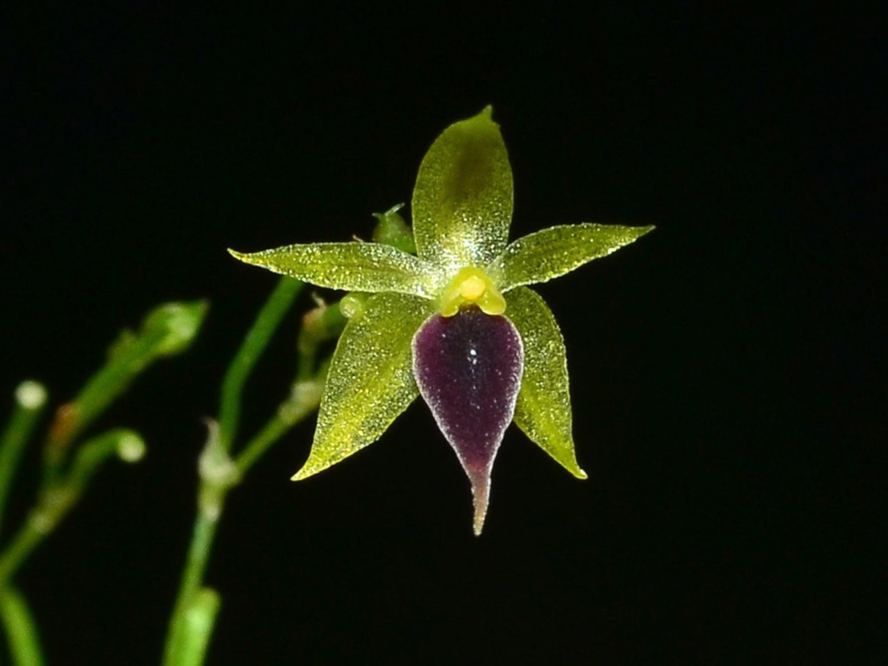 Platystele gerritseniana