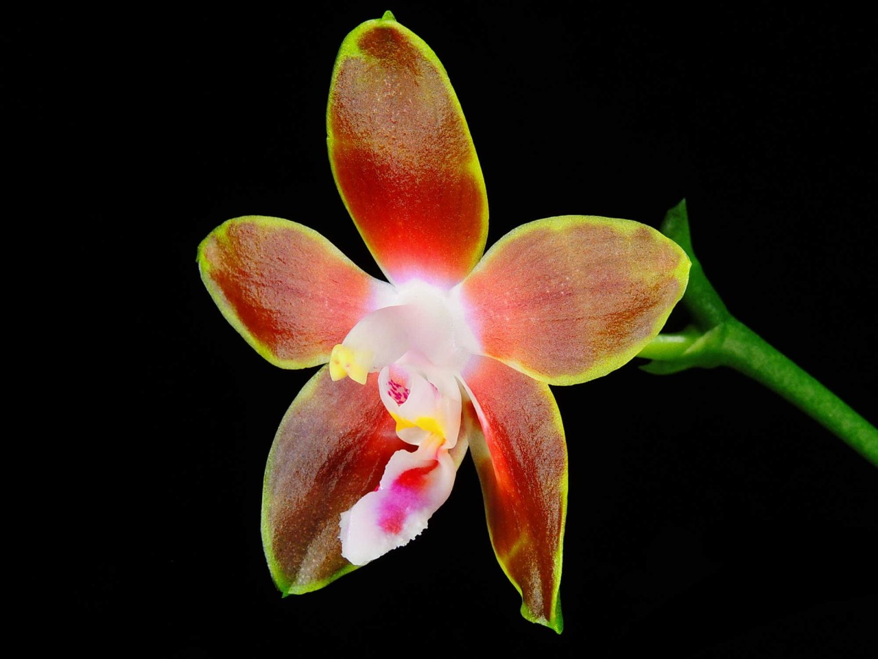 Phalaenopsis venosa OP