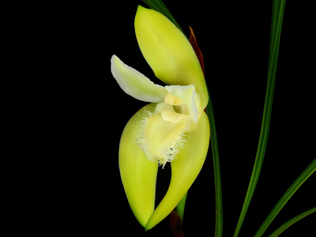 Lycaste cobbiana