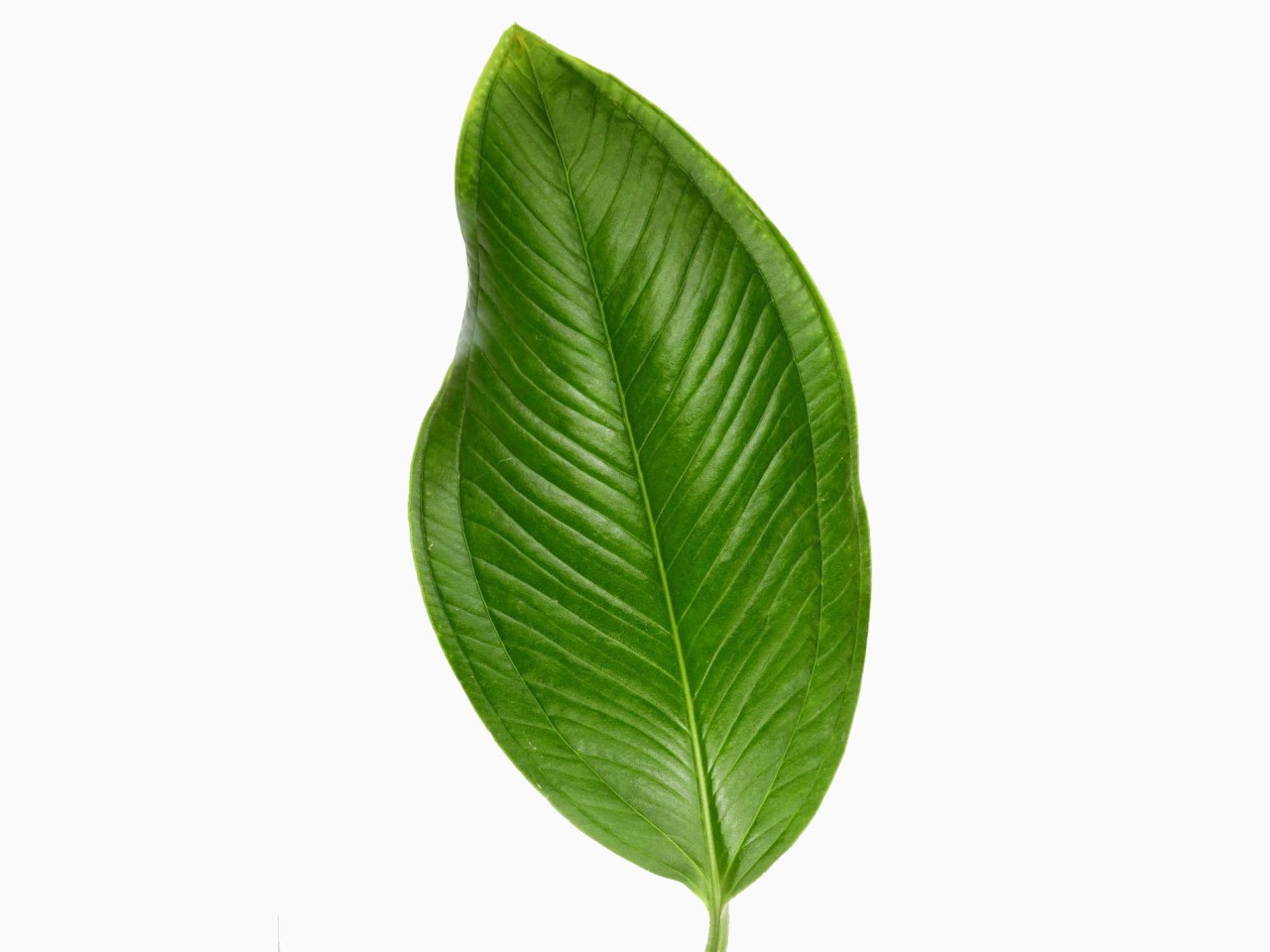 Anthurium ovatifolium cf,