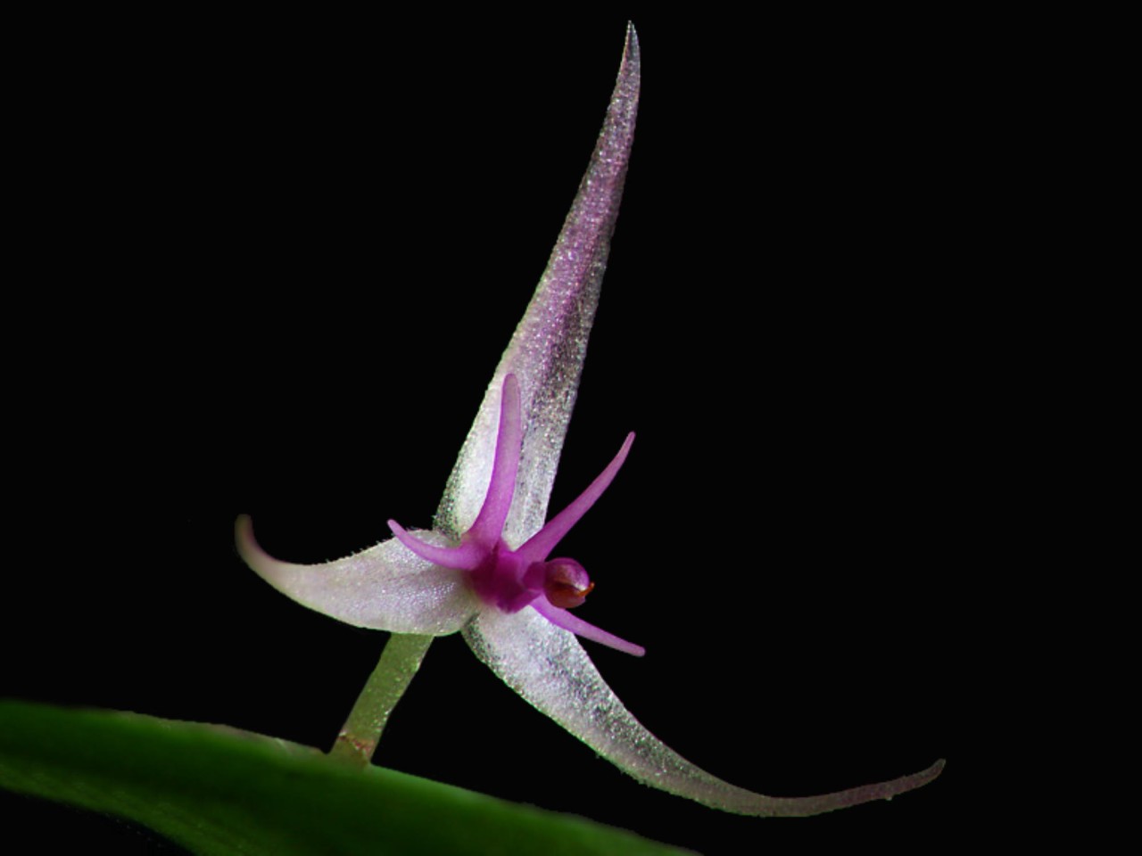 Lepanthes tipuliflora