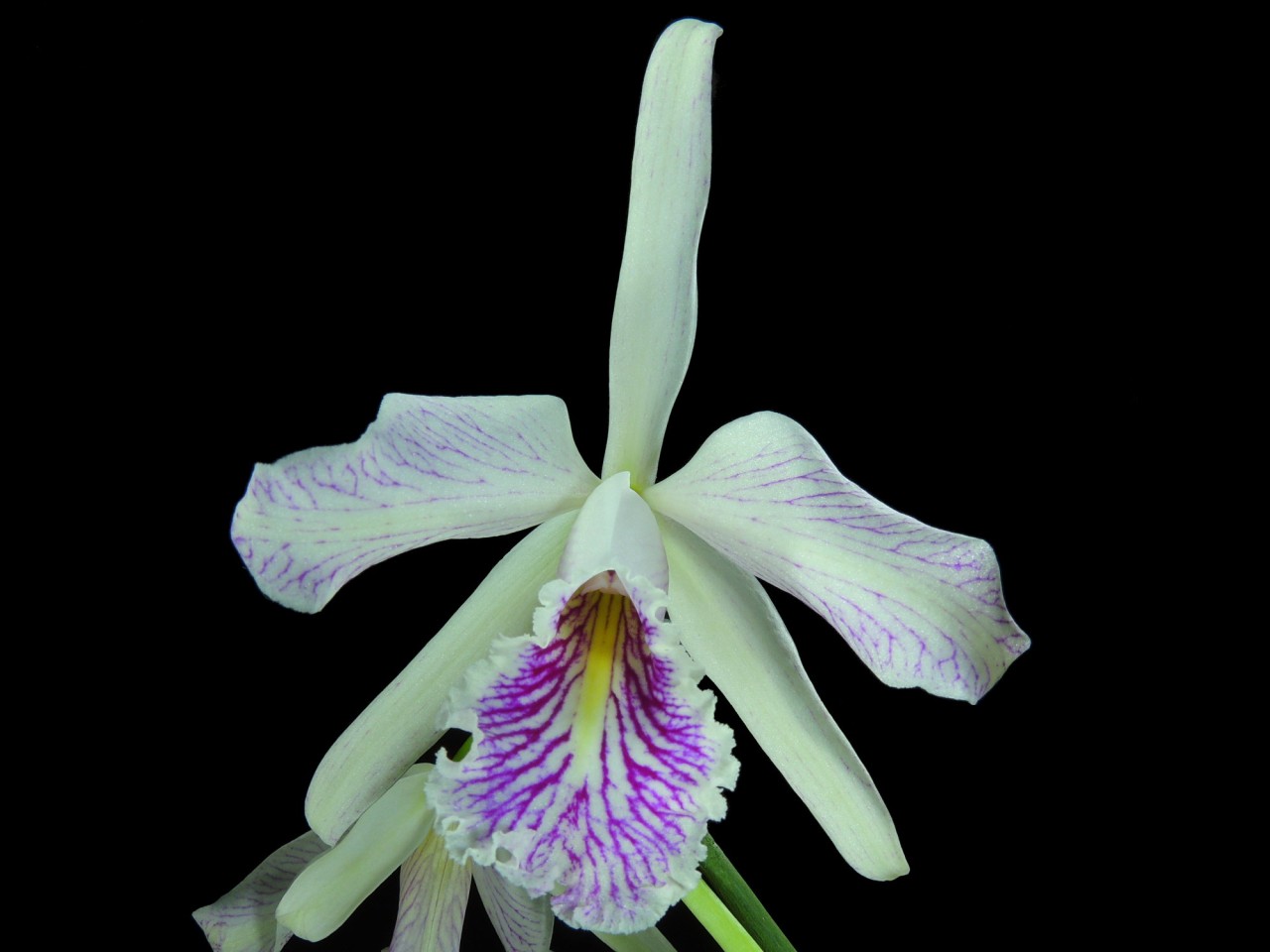 Cattleya maxima var. semi-alba 'Estriata'