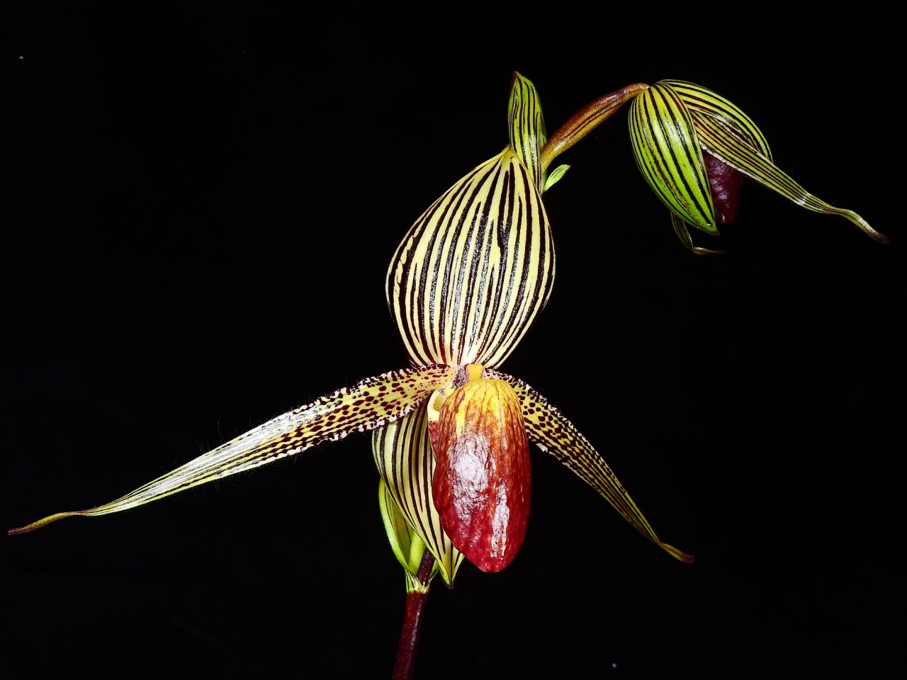 Paphiopedilum rothschildianum OP