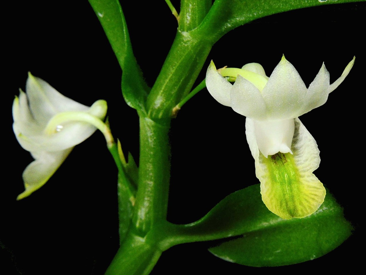 Dendrobium trinervium