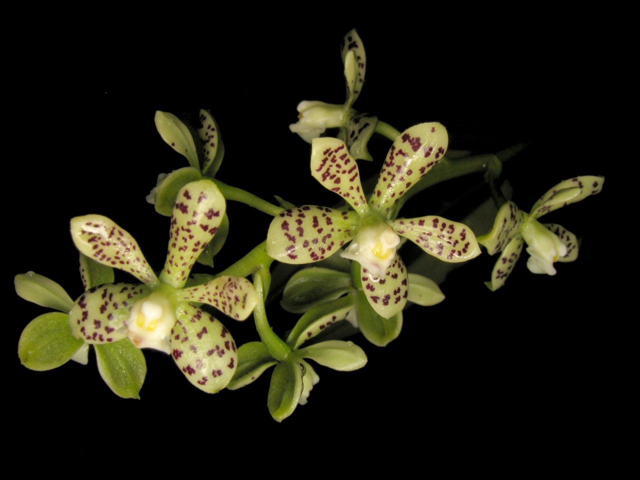 Encyclia vespa