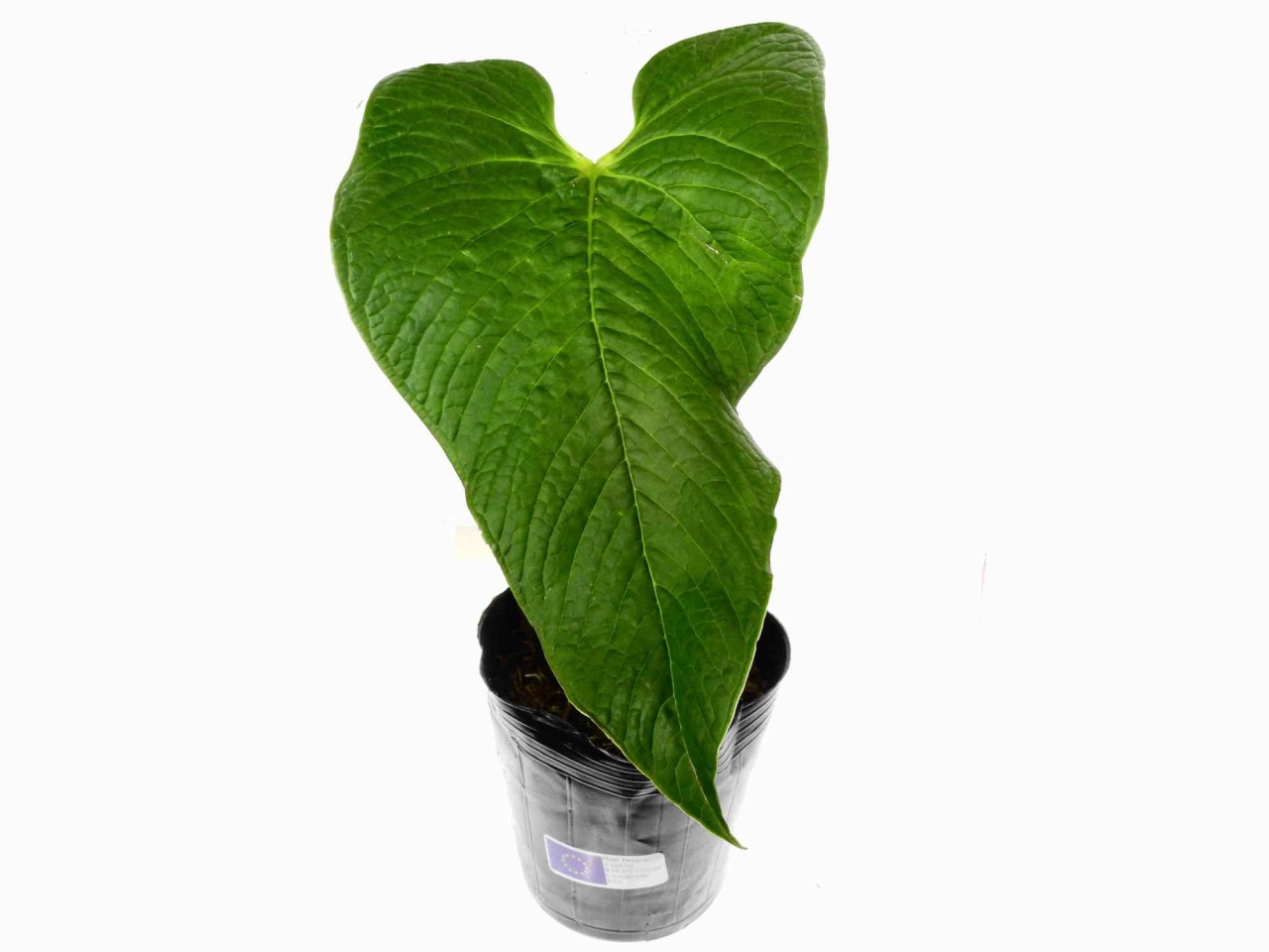 Anthurium rugulosum 'Lluruqui'