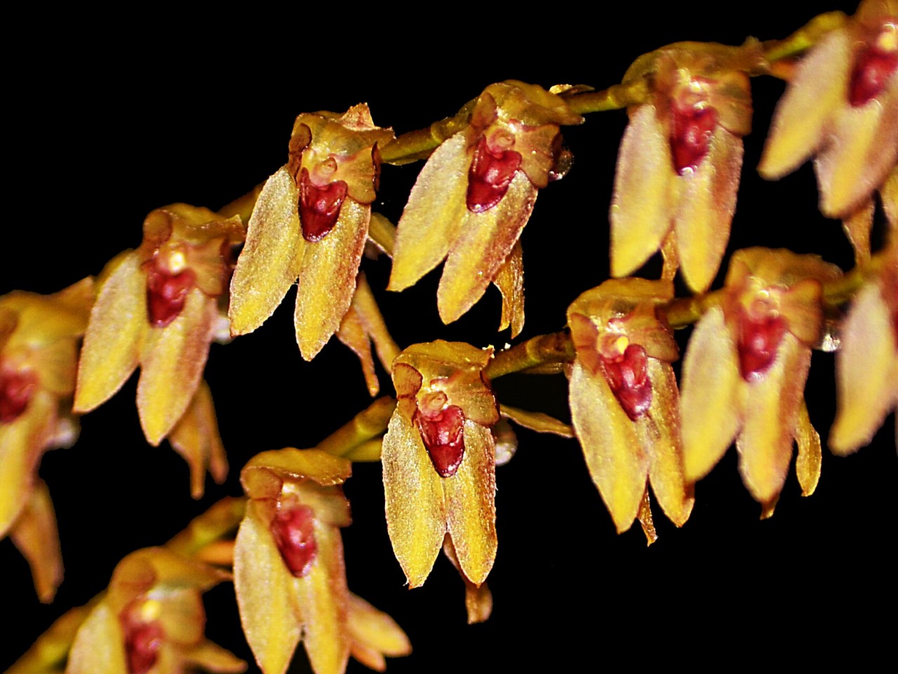 Pleurothallis (Stelis) galeata