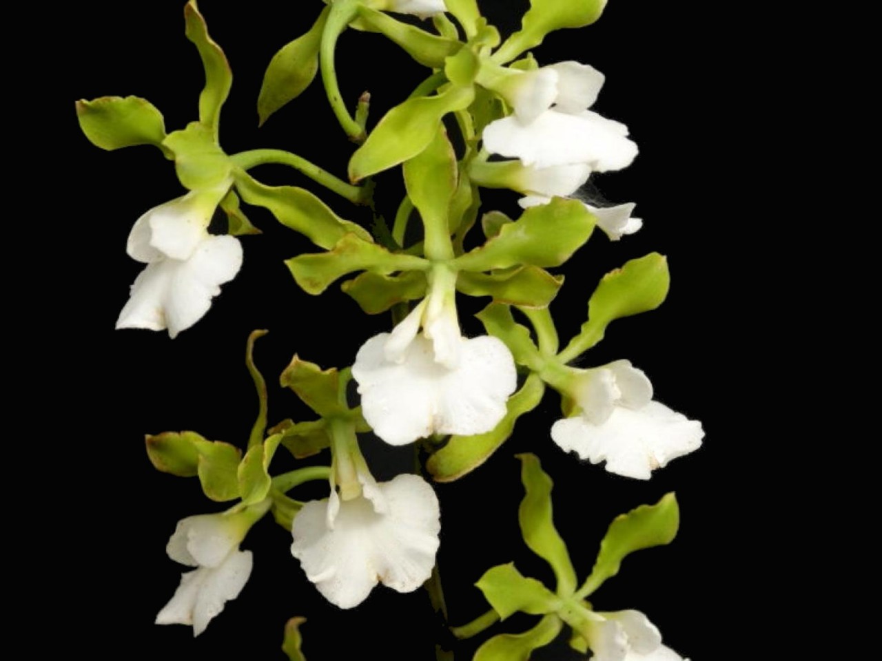 Encyclia randii var. alba