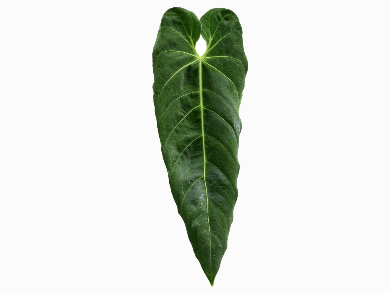 Anthurium metallicum