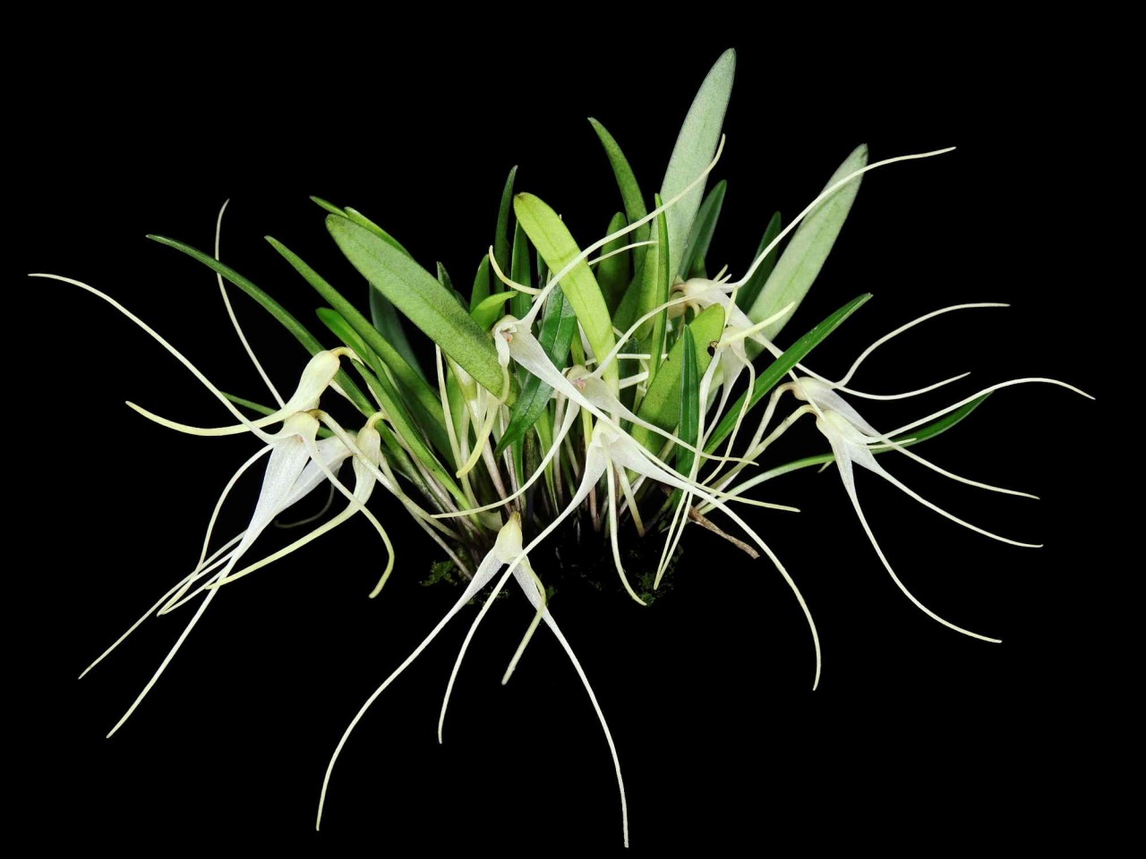 Masdevallia pumila