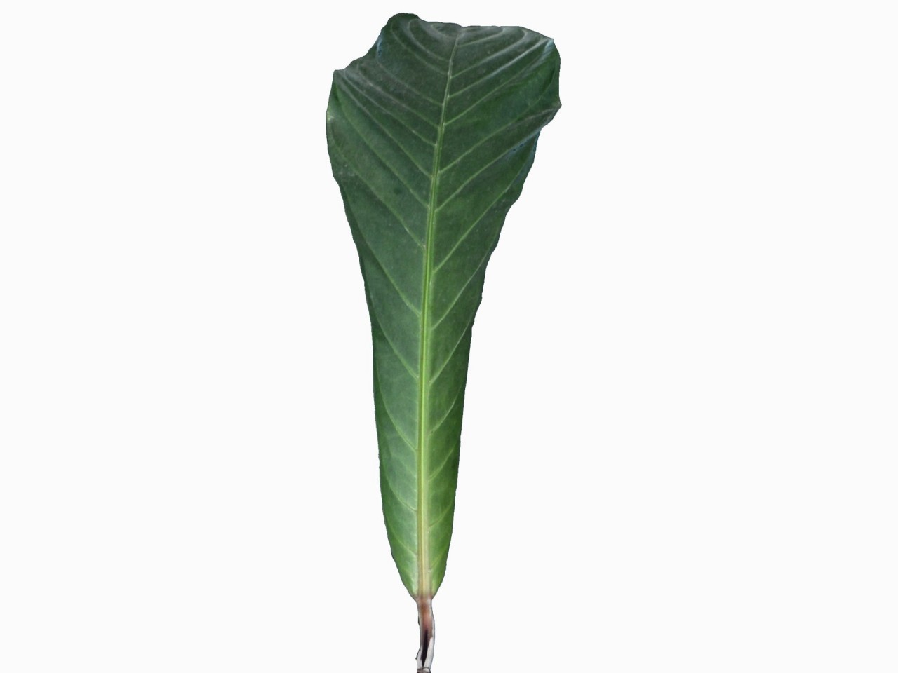 Anthurium nidus