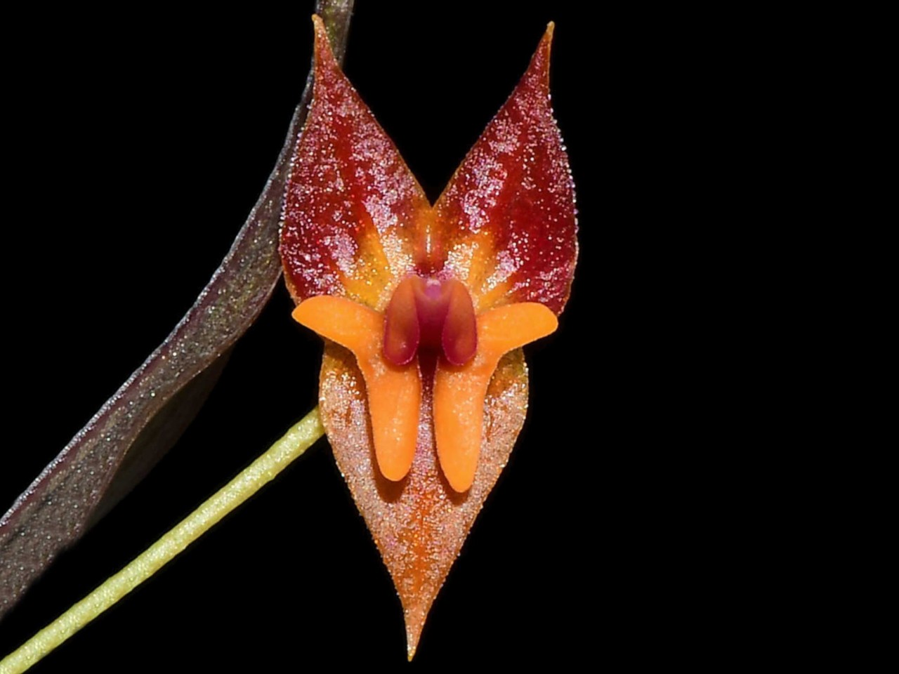 Lepanthes antilocapra