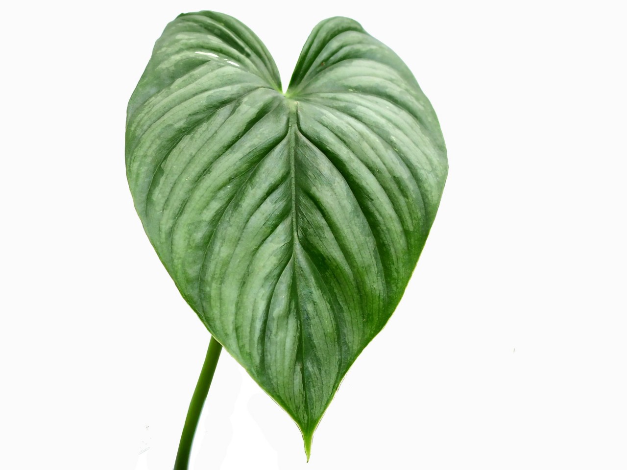 Philodendron sodiroi cf.