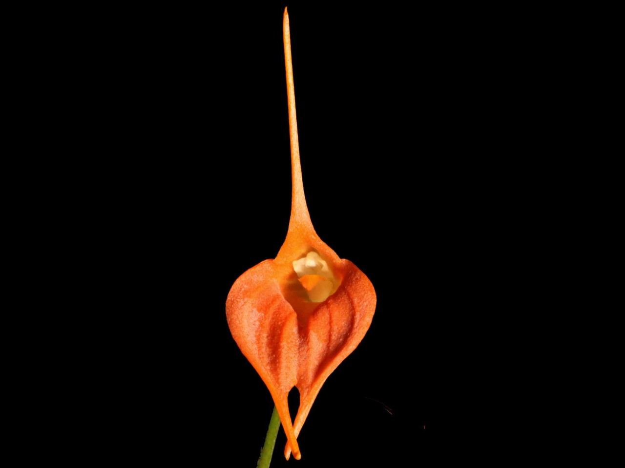 Masdevallia ingridiana