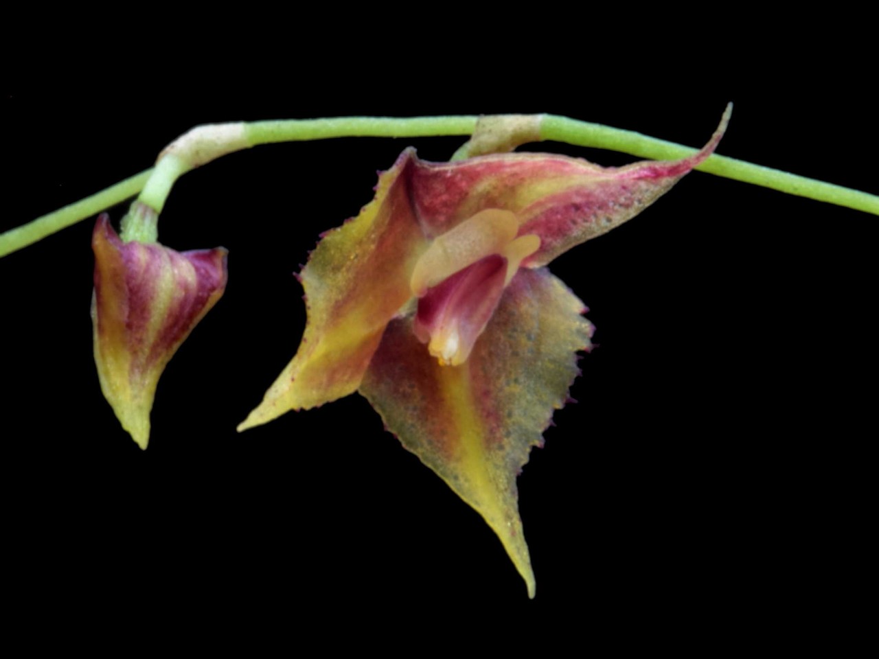 Lepanthes thysanota