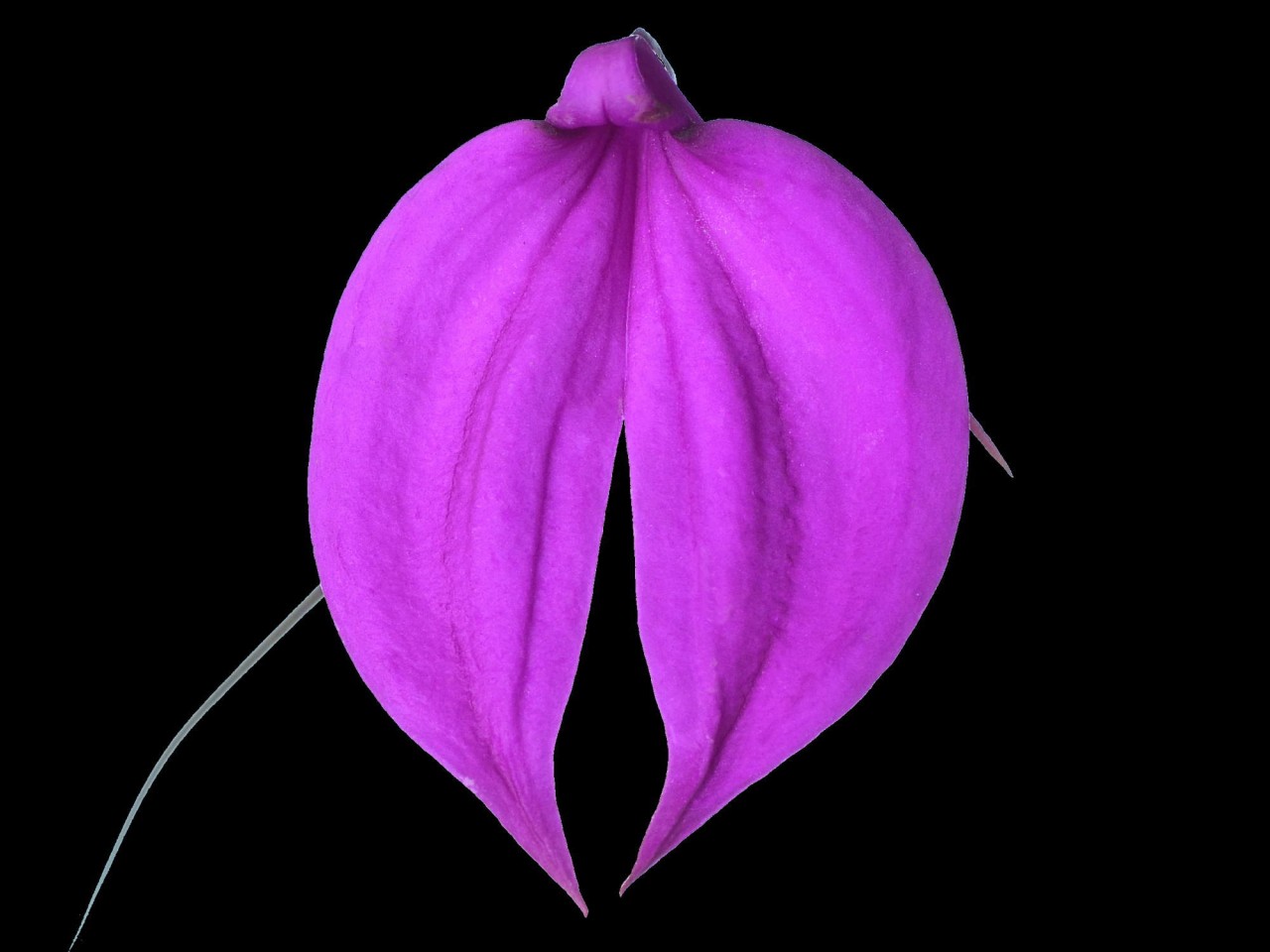 Masdevallia coccinea 'Dorado'