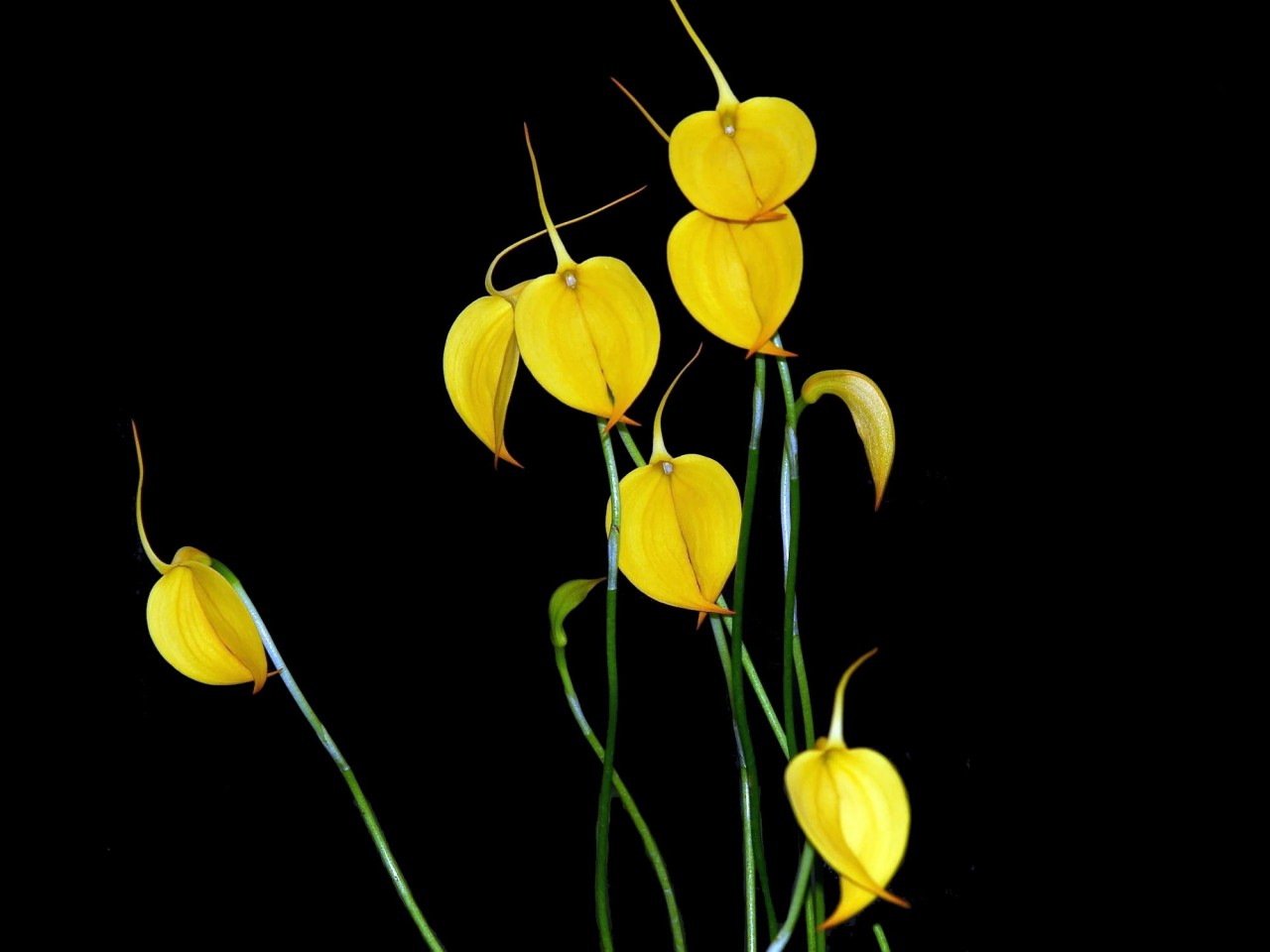 Masdevallia coccinea 'Xanthina'