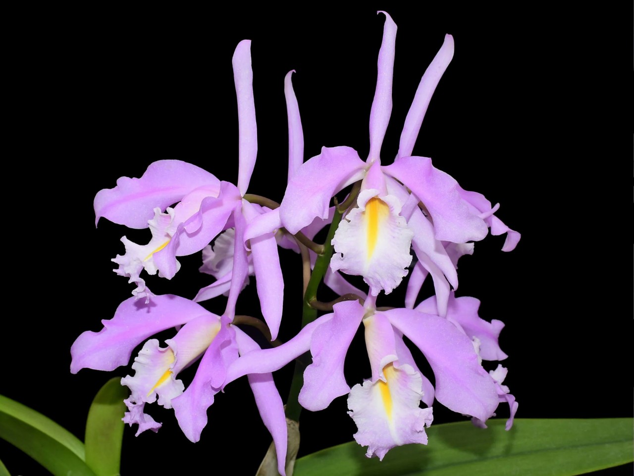 Cattleya maxima (2326 x yellow lip)