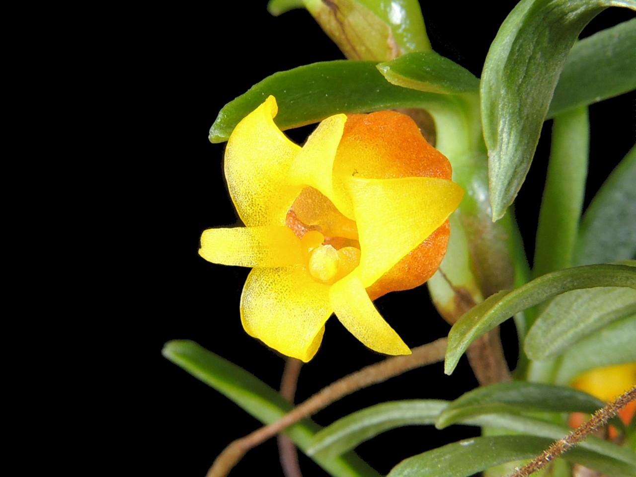 Mediocalcar decoratum