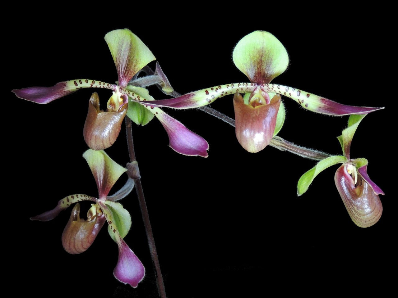 Paphiopedilum lowii OP