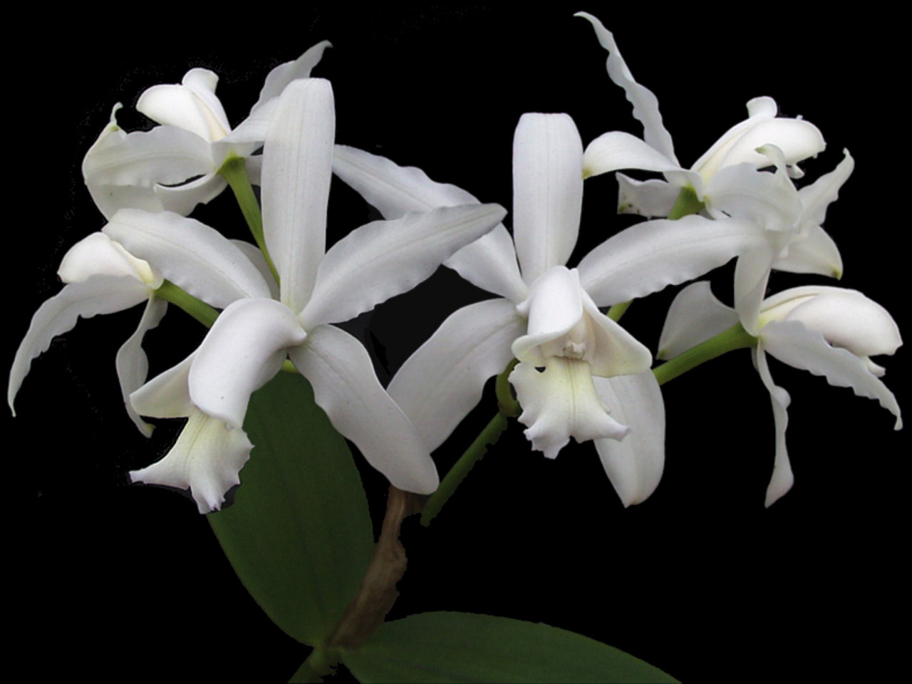 Cattleya intermedia var. alba