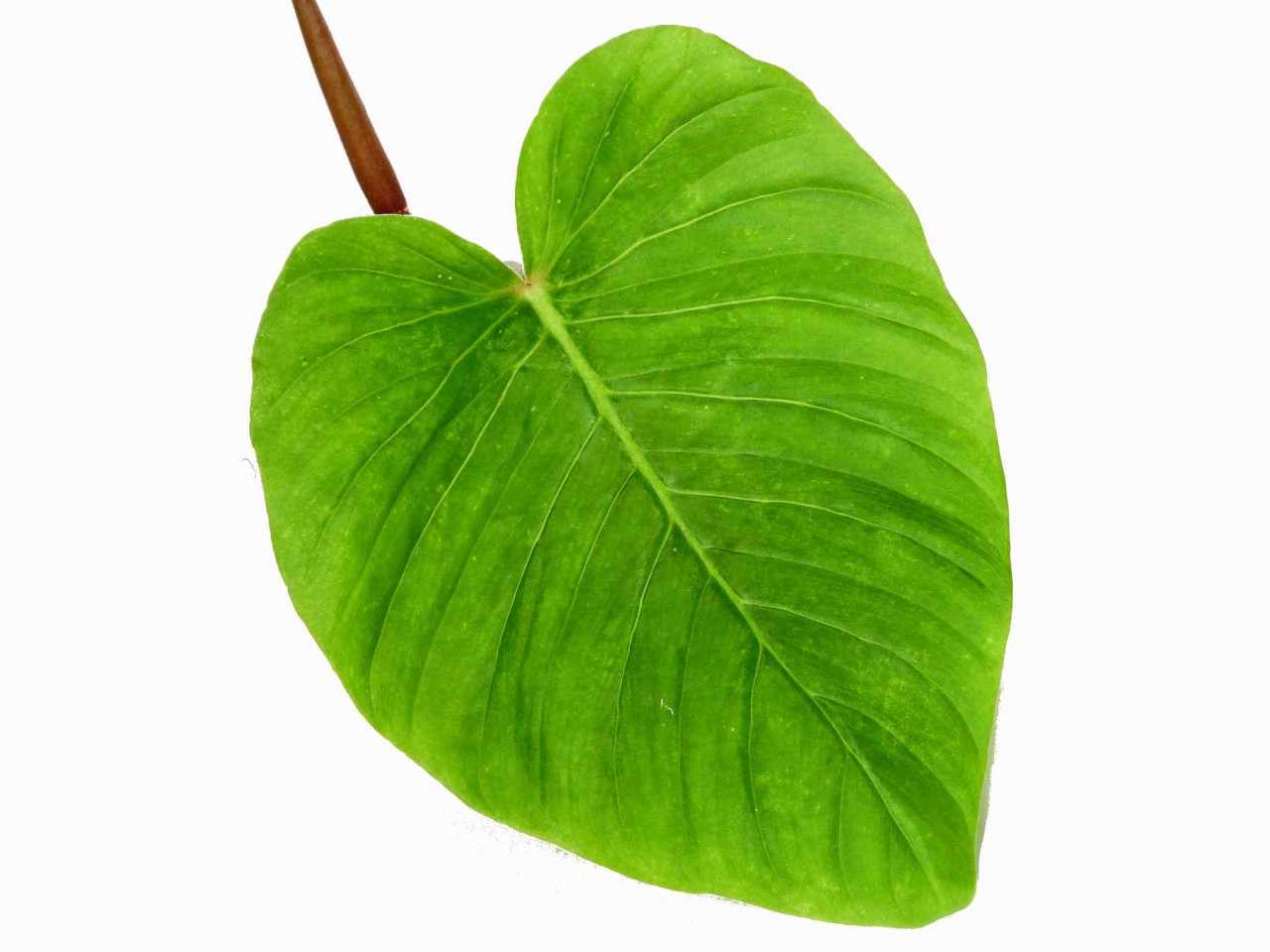 Philodendron fibrosum cf.