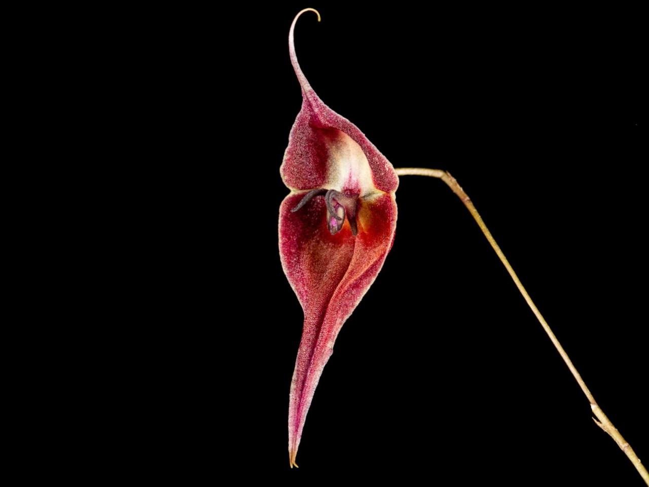 Lepanthes cloesii