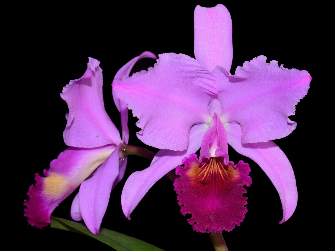 Cattleya trianae 'Michael 7A x Sangre De Toro Dark Lip'