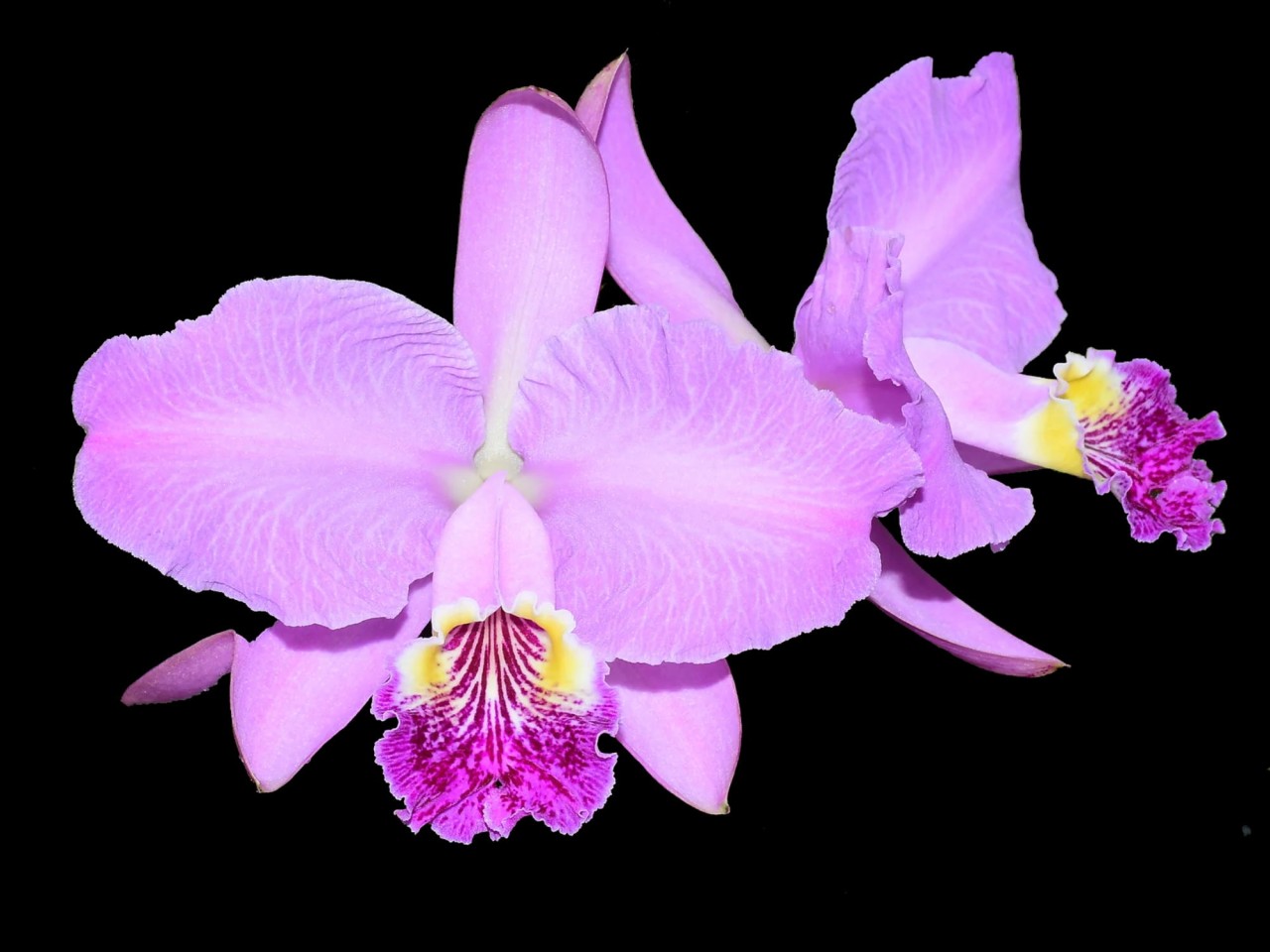 Cattleya lueddemanniana 'Bonita'