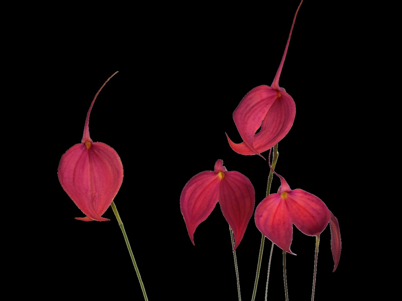 Masdevallia coccinea 'Red-Orange'