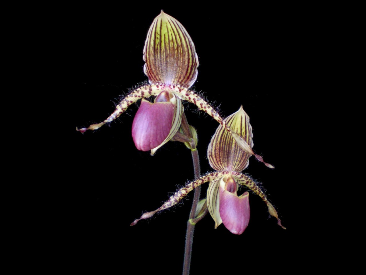 Paph. (Cloud's Prime Crystal x rothschildianum) OP