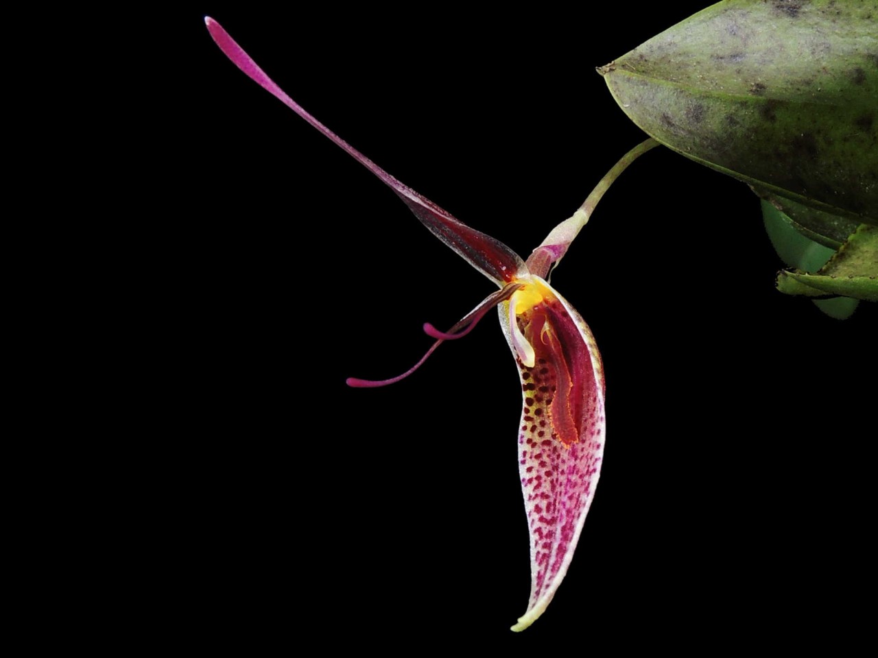 Restrepia condorensis