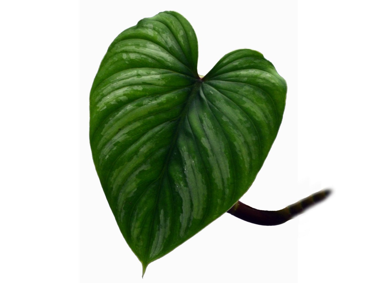 Philodendron mamei