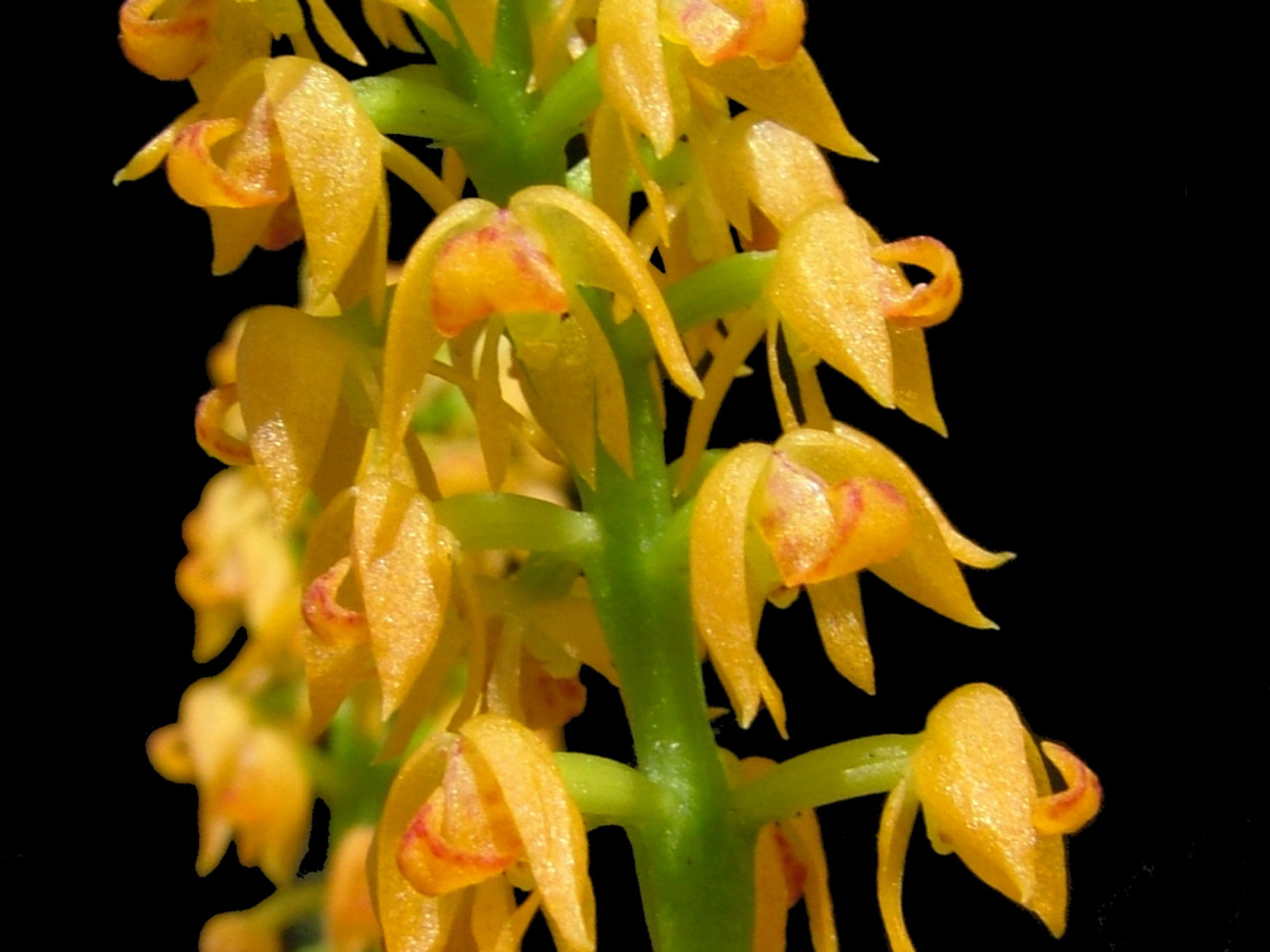 Polystachya paniculata