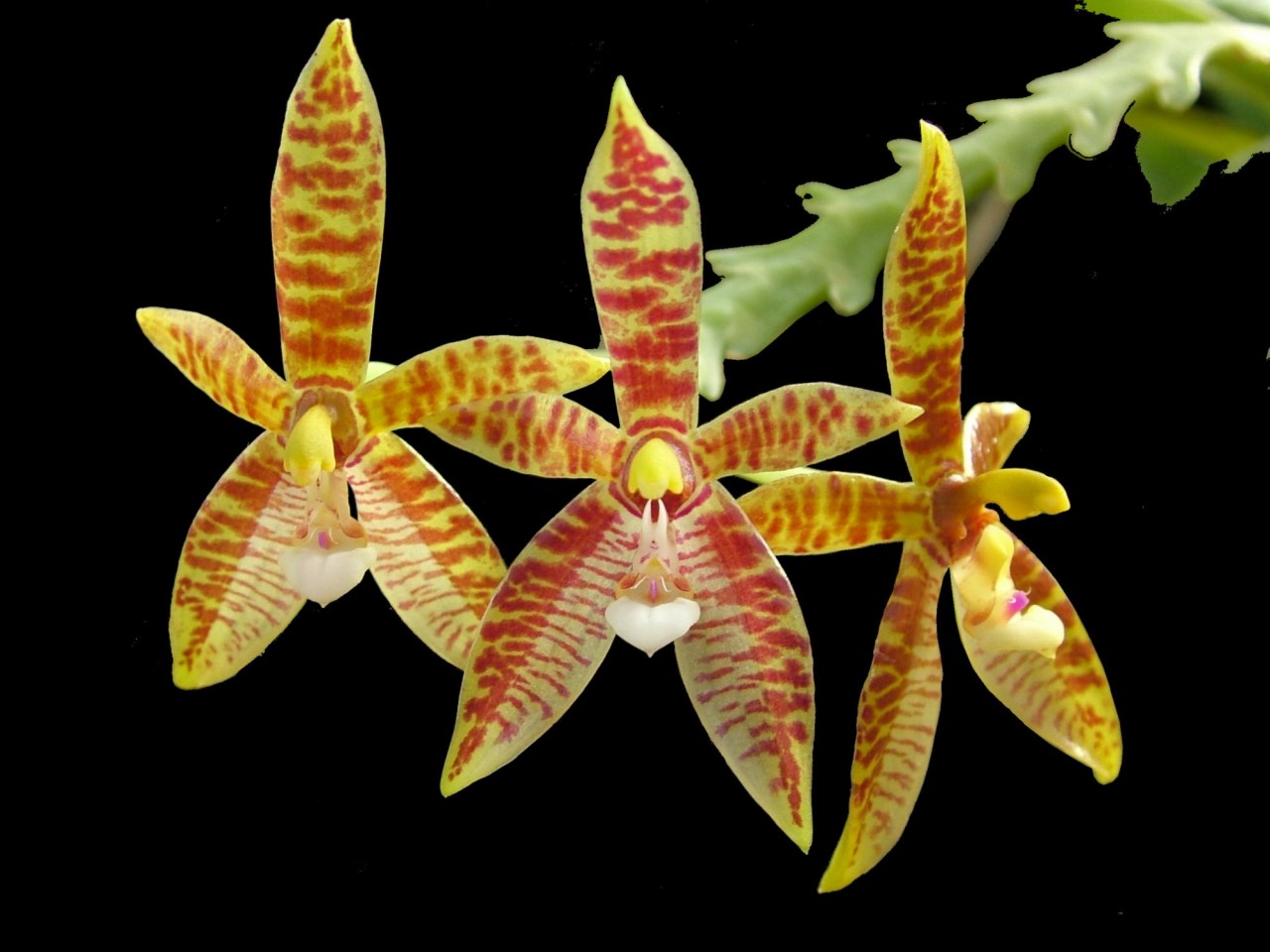 Phalaenopsis cornu-cervi