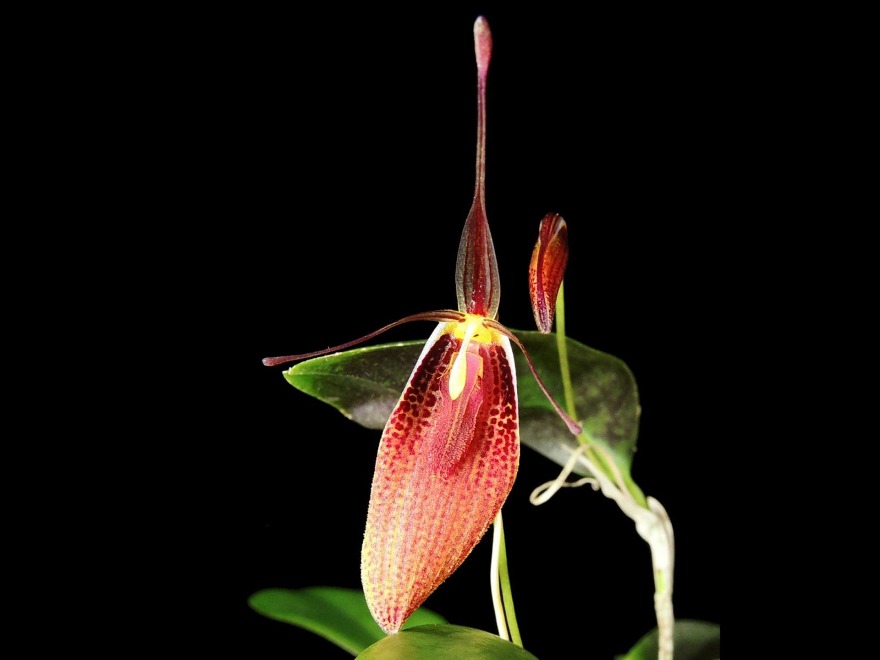 Restrepia aristulifera 'Ecuagenera' 003015