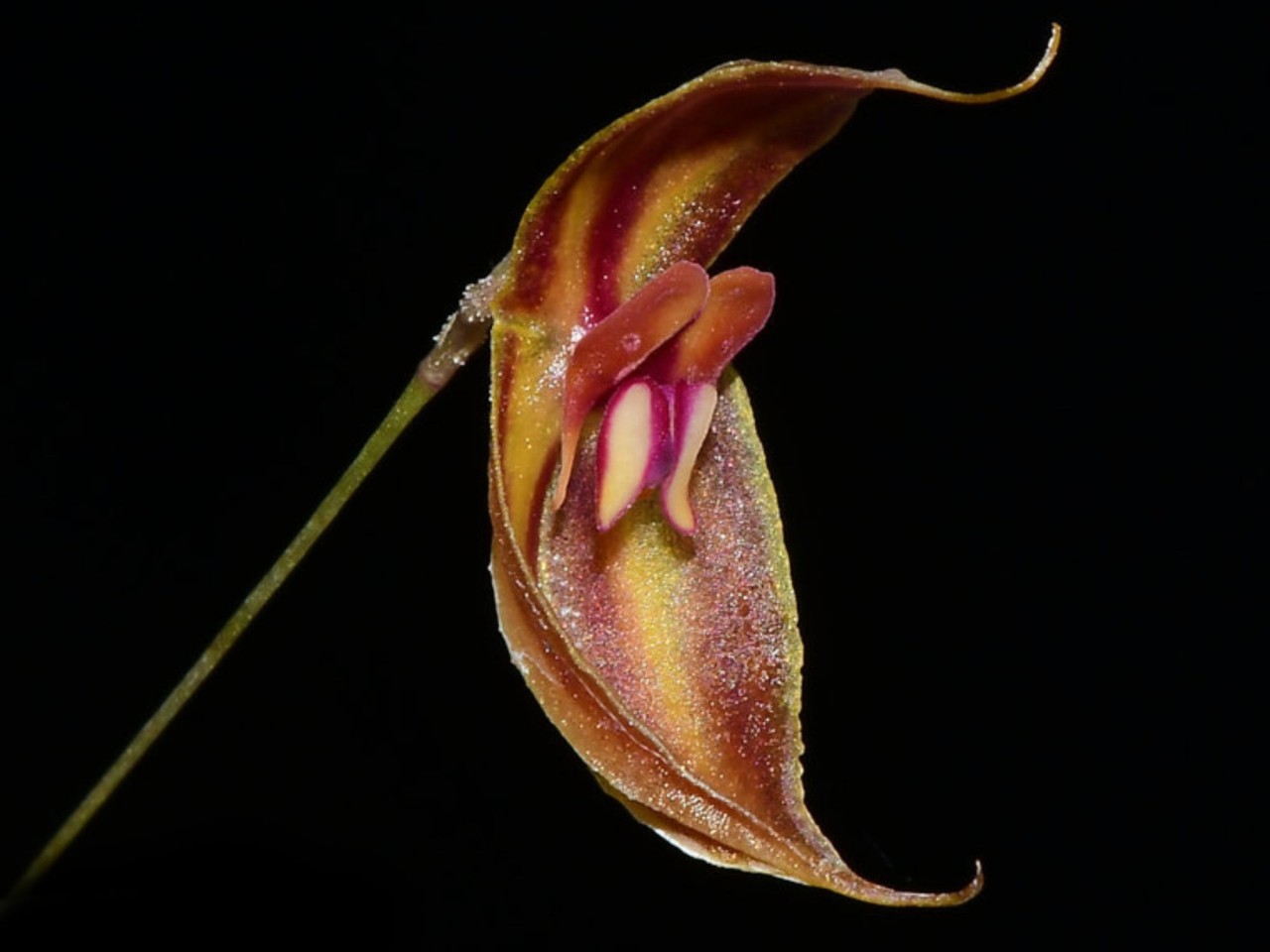 Lepanthes delhierroi