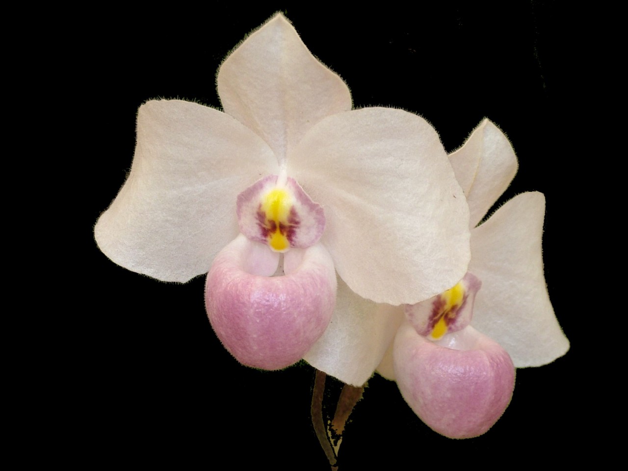 Paphiopedilum delenatii