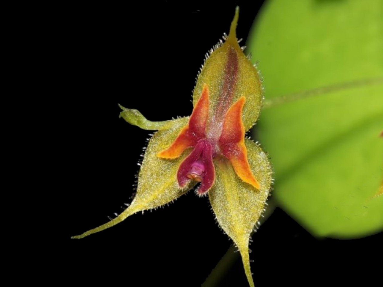 Lepanthes pulchella