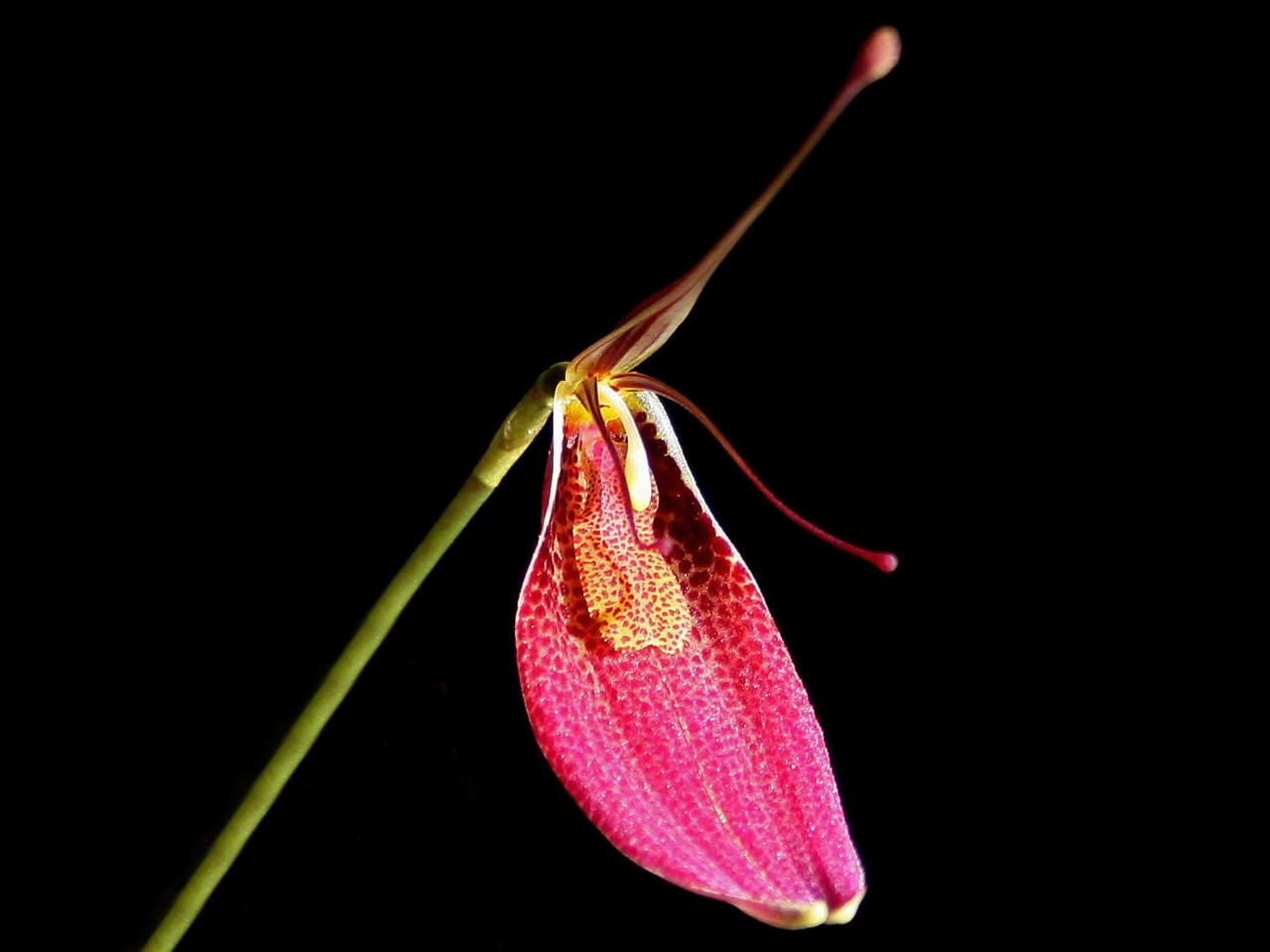 Restrepia ephippium