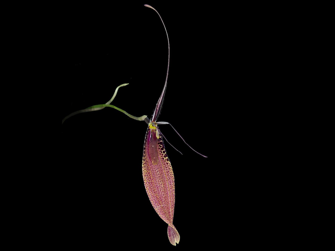 Restrepia guttulata (002920 x self)