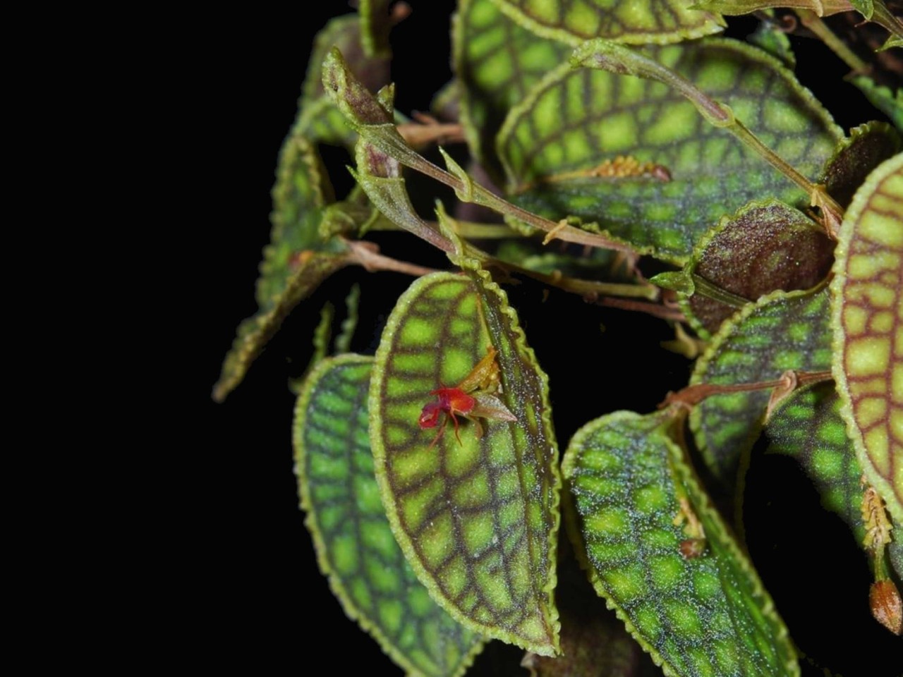 Lepanthes calodictyon