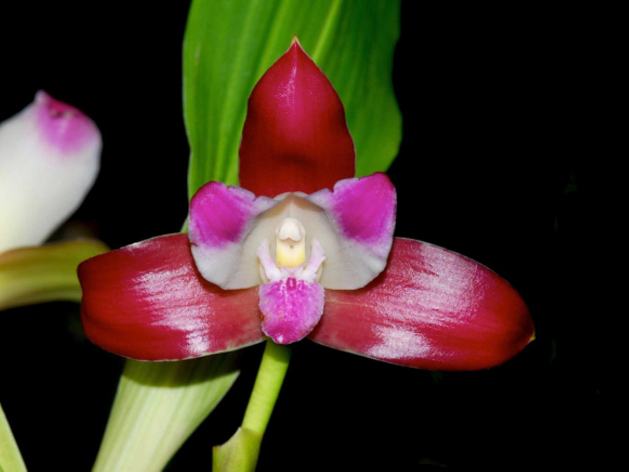 Lycaste macrophylla var. litensis