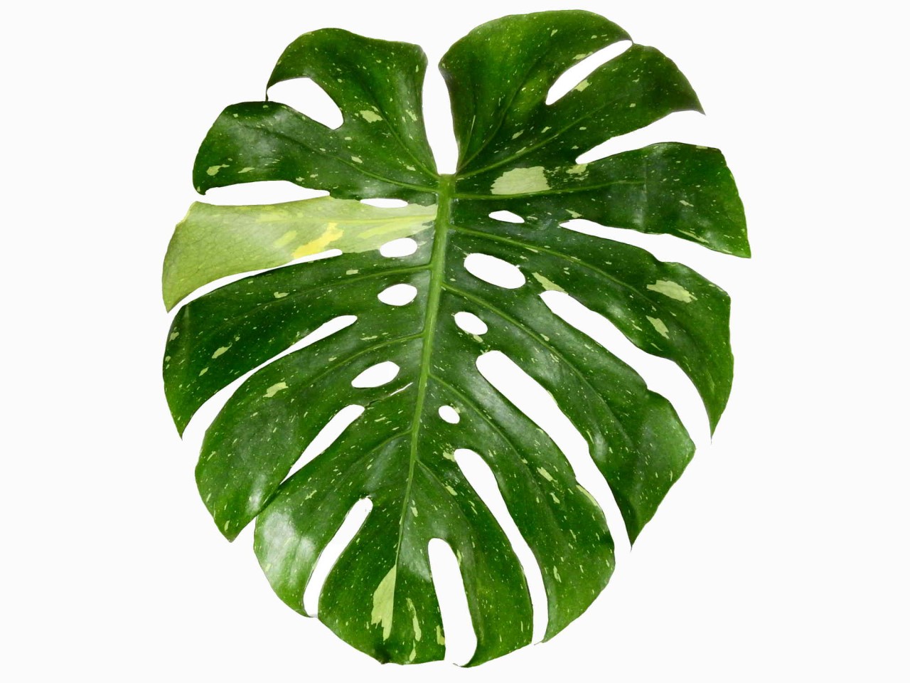 Monstera deliciosa 'Thai Constellation' XS